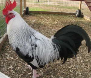 farm problems silver gray dorking rooster