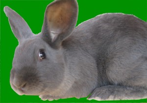 NC Rabbitry American Rabbit