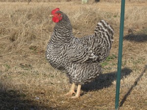 Poultry Preparations