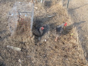 Poultry Preparations Hens