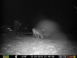 Prowling Around Deer