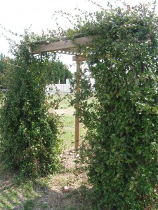 Jasmine Pergola 1