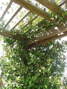 Jasmine Pergola 2