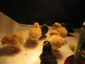 Brave Baby Chicks 2