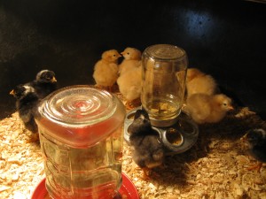 Brave Baby Chicks 3