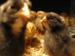 Brave Baby Chicks 4
