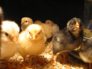 Brave Baby Chicks 5