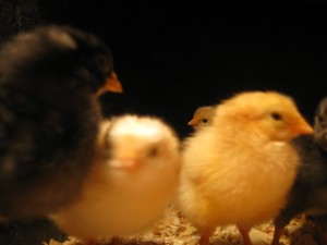 Brave Baby Chicks 6