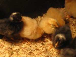 Brave Baby Chicks 7
