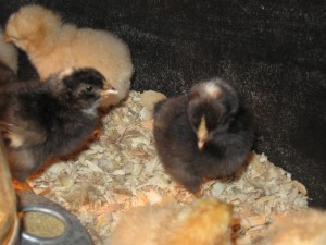 Brave Baby Chicks 8