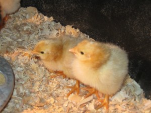 Brave Baby Chicks 9