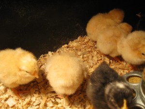 Brave Baby Chicks 10