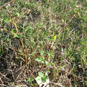 better homestead blueberries 2