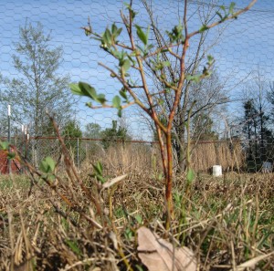 better homestead blueberries 3