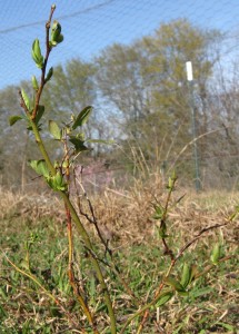 better homestead blueberries 4