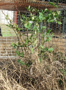 better homestead blueberries 7