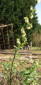 better homestead blueberries 1