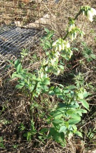 better homestead blueberries 8