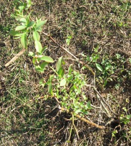 better homestead blueberries 6