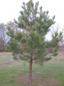 longleaf pine built soil loblolly