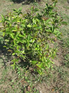 Privacy Fence Shrub 4