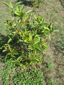 Privacy Fence Shrub 2