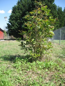 Privacy Fence Shrub 1