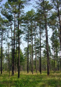 longleaf pine built soil