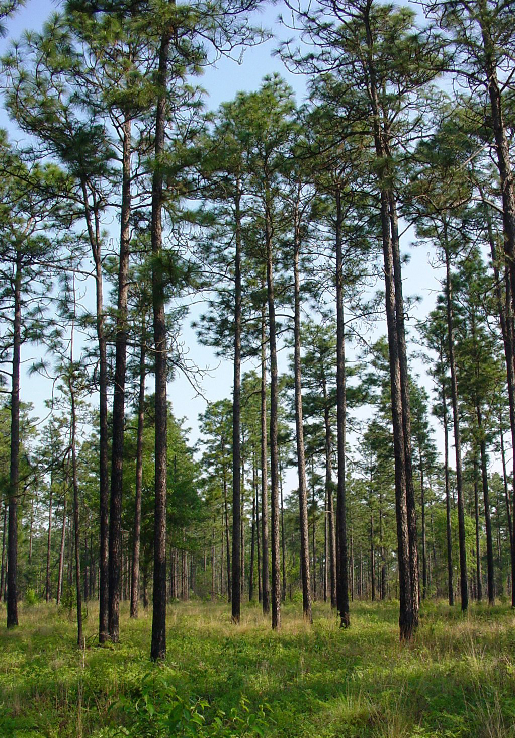 How The Longleaf Pine Built Soil That Made The Southern United States 