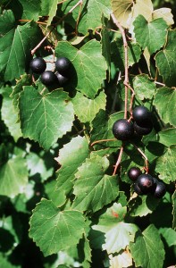 Applied knowledge of Vitis_rotundifolia