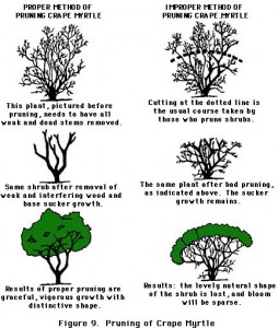 tree_pruning_3