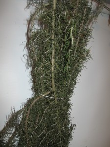 Rosemary Drying Herbs
