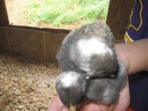 Natural Chicken Incubator Chicks in palm