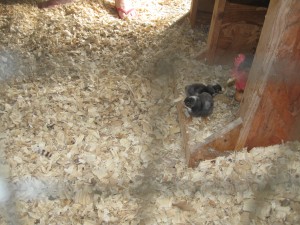 Natural Chicken Incubator Chicks