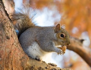 Eastern_Grey_Squirrel_in_St_James's_Park,_London_-_Nov_2006_edit