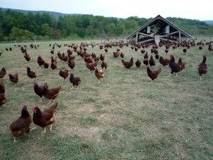 Eggmobile_and_flock_of_chickens_at_Polyface_Farm