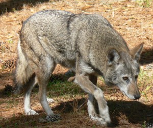 07-03-23RedWolfAlbanyGAChehaw