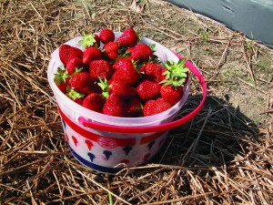 StrawberryBucket