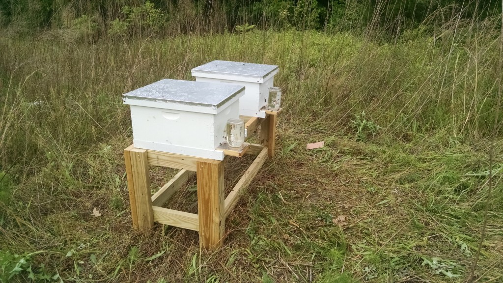 picture of two langstroth hives