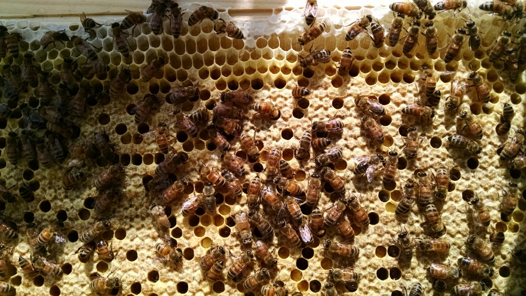 capped brood on a frame