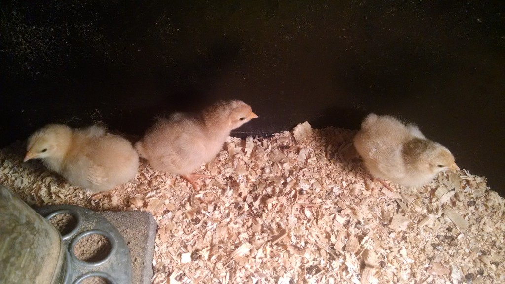 Buff Orpington Heritage Chicks that are 6 days Old