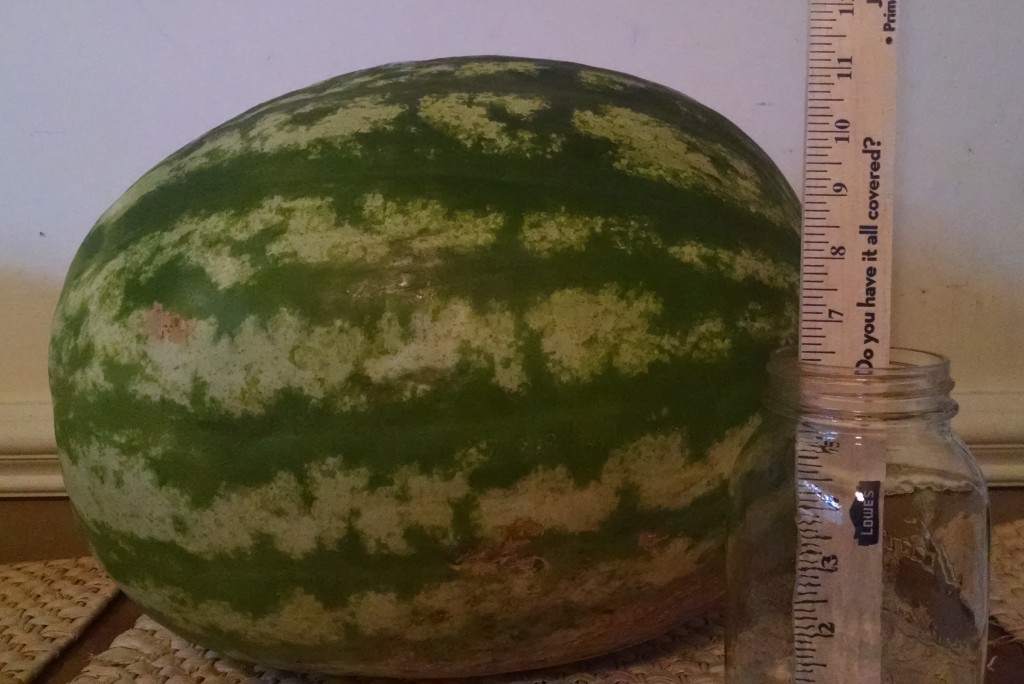 picture of a 40" watermelon
