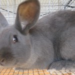 American Rabbit Doe