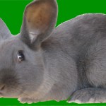 Homestead Meat Rabbits