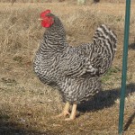 Poultry Preparations