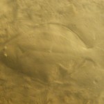 CFL Flounder Lights showing Flounder