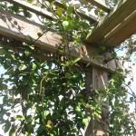 Jasmine Pergola 3