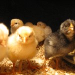 Brave Baby Chicks 5