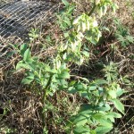 better homestead blueberries 8
