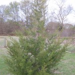 longleaf pine built soil Longleaf